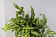 Silver Ribbon Fern Plant