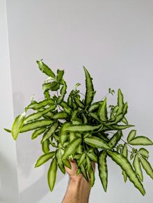 Silver Ribbon Fern Plant