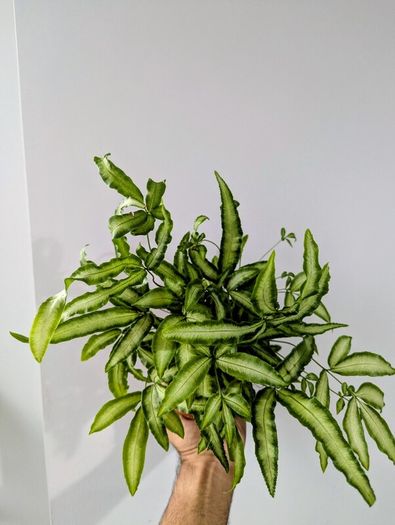 Silver Ribbon Fern Plant