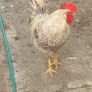 Cream Legbar Roo Image 3