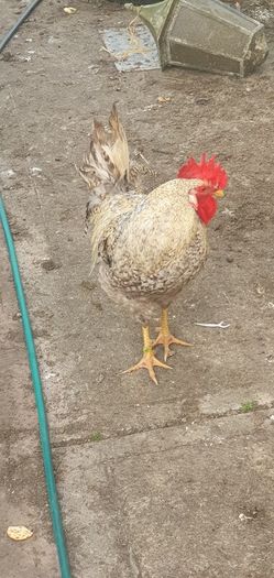 Cream Legbar Roo