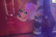 fish tank &amp; fish