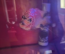 fish tank & fish