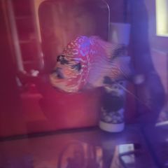 fish tank & fish