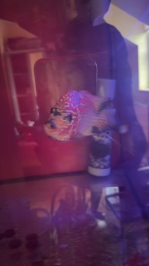 fish tank & fish