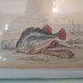 Antique fish prints 1840 Image 2