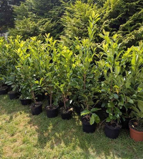 Premium 3 Foot Tall Cherry Laurel