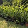 Premium 3 Foot Tall Cherry Laurel Image 2