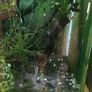 Shrimp tank Image 3