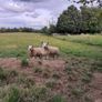 All types of Texel sheep (PBR). Image 10