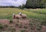 All types of Texel sheep (PBR).