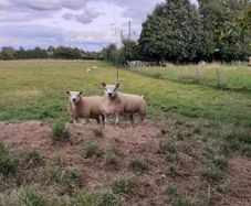 All types of Texel sheep (PBR).