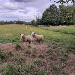 All types of Texel sheep (PBR).