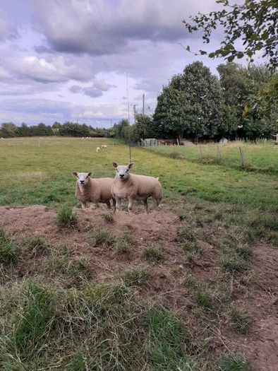 All types of Texel sheep (PBR).