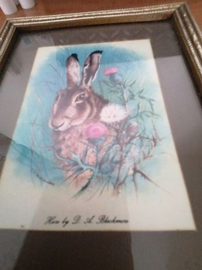 hare picture by A. blackmore