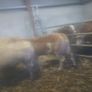 Weanling hefiers Image 5