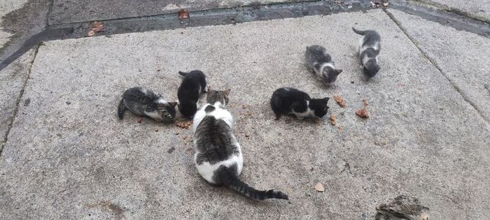 kittens Free to good homes