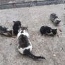 kittens Free to good homes Image 3