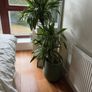 Plant with the pot Image 2