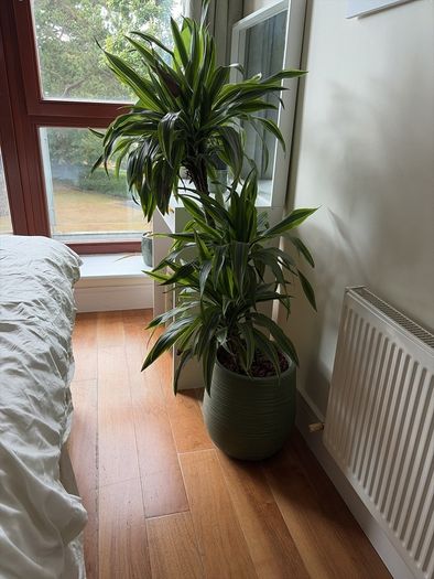 Plant with the pot