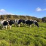 Pedigree In-calf British Friesian Heifers Image 6