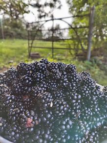 Blackberries