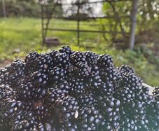 Blackberries