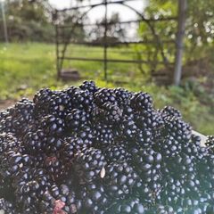 Blackberries