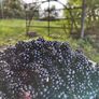 Blackberries Image 2