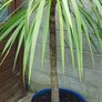 fan palm trachycarpus wanted Image 4