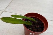 Indoor Plant