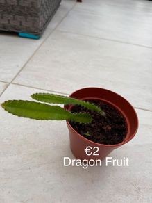 Indoor Plant