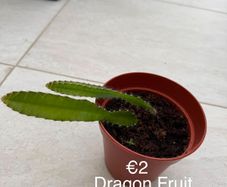 Indoor Plant