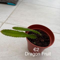 Indoor Plant