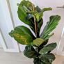 Fiddle leaf Fig Plant Image 6