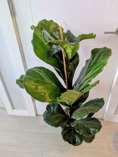 Fiddle leaf Fig Plant
