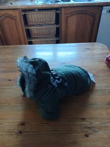 Dog coat.