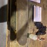 Skateboard Powell Mini Logo, spitfire wheels, slide trucks Image 8