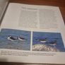 An Essential Guide to Bird Photography (Paperback) Image 10