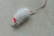 Kitten toys