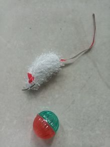 Kitten toys