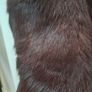 vintage Coney fur coat Image 4