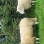 3 Age Rams (2x Cheviot + 1 Mountain Blackface Image 5