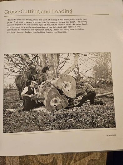 Forest Images. Fr Browne's Woodland Photographs From Emo Court Co Laois. Fabolous FIRST EDITION Large Volume Hardback In Good Condition.  See Photos For Same.
