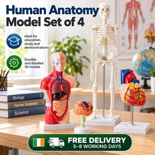 Human Anatomy Model Set of 4 Skeleton, Torso, Heart and Brain Educational Teaching Models