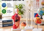 Human Anatomy Model Set of 4 Skeleton, Torso, Heart and Brain Educational Teaching Models