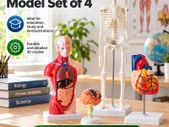 Human Anatomy Model Set of 4 Skeleton, Torso, Heart and Brain Educational Teaching Models