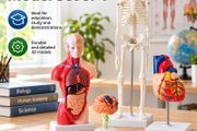 Human Anatomy Model Set of 4 Skeleton, Torso, Heart and Brain Educational Teaching Models