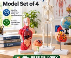 Human Anatomy Model Set of 4 Skeleton, Torso, Heart and Brain Educational Teaching Models