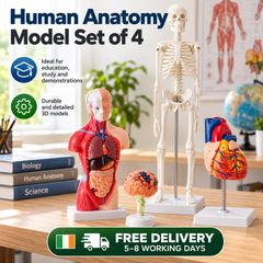 Human Anatomy Model Set of 4 Skeleton, Torso, Heart and Brain Educational Teaching Models